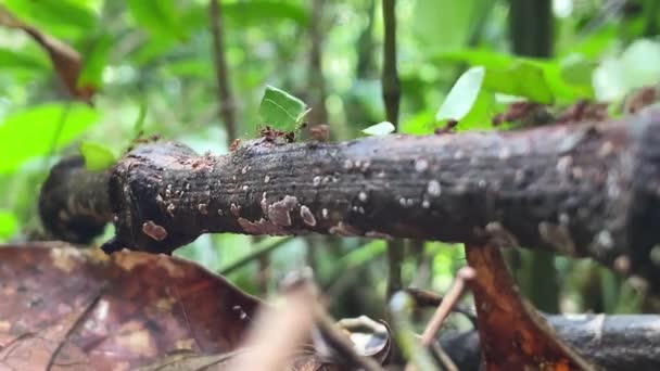 Κόφτες Φύλλων Μυρμηγκιών Περπατούν Στο Ξύλινο Κλαδί Του Δάσους — Αρχείο Βίντεο