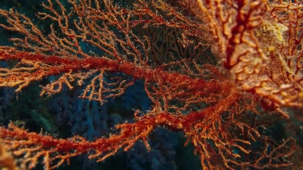 Barriera Corallina Papua Raja Ampat Indonesia Vista Subacquea Della Colorata — Video Stock