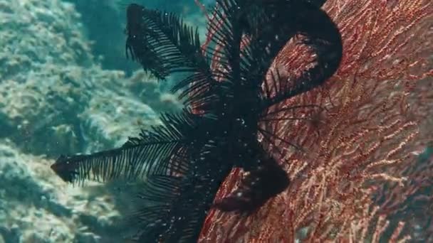 Korallrev Papua Raja Ampat Indonesien Undervattensutsikt Över Det Färgstarka Revet — Stockvideo