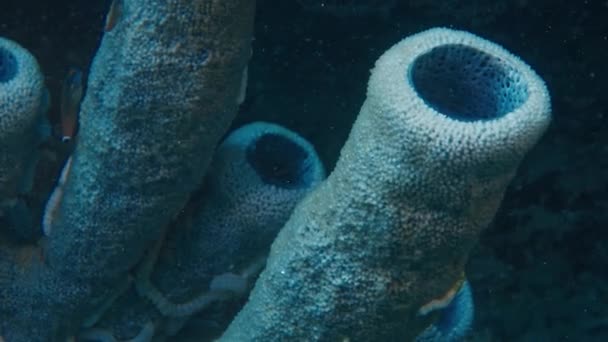 Arrecife Coral Papúa Raja Ampat Indonesia Vista Submarina Del Colorido — Vídeo de stock