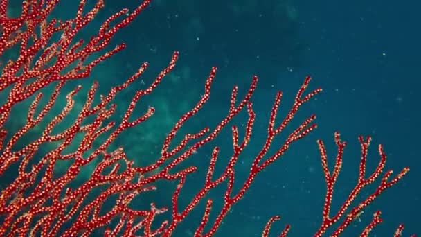 Arrecife Coral Papúa Raja Ampat Indonesia Vista Submarina Del Colorido — Vídeos de Stock