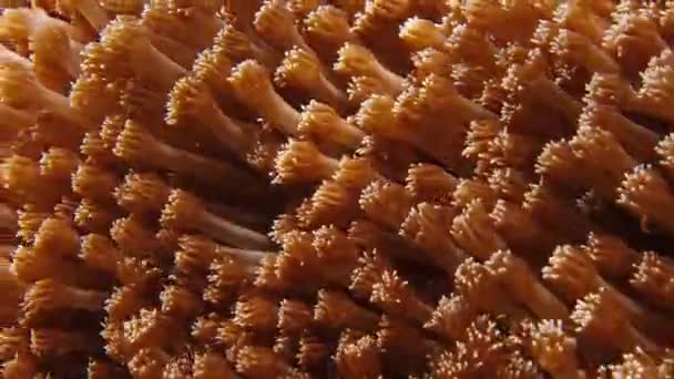 Arrecife Coral Papúa Raja Ampat Indonesia Vista Submarina Del Colorido — Vídeo de stock