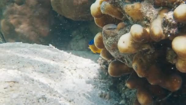 Korallrev Papua Raja Ampat Indonesien Undervattensutsikt Över Det Färgglada Revet — Stockvideo