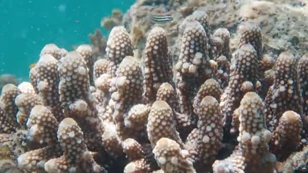 Korallrev Papua Raja Ampat Indonesien Undervattensutsikt Över Det Färgstarka Revet — Stockvideo