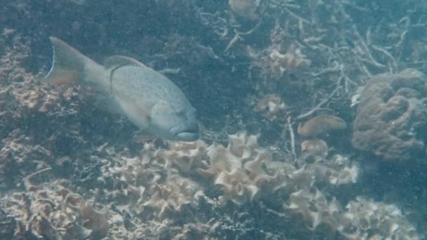 Ψάρια Κολυμπούν Στον Ύφαλο Στην Παπούα Raja Ampat Ινδονησία Υποβρύχια — Αρχείο Βίντεο