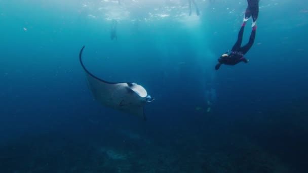 Dişi Serbest Dalgıç Manta Ray Ile Denizin Altında Yüzüyor — Stok video