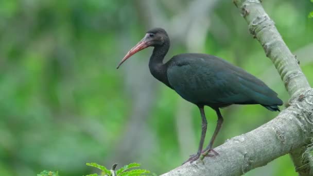 Fågeln Sitter Grenen Skogen Brasilien — Stockvideo
