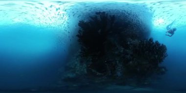 360VR sualtı görüntülerinde serbest dalgıcın canlı mercan resifinin yanında Misool, Raja Ampat, Endonezya 'nın batısındaki tropikal denizde tek başına yüzdüğü görülüyor.
