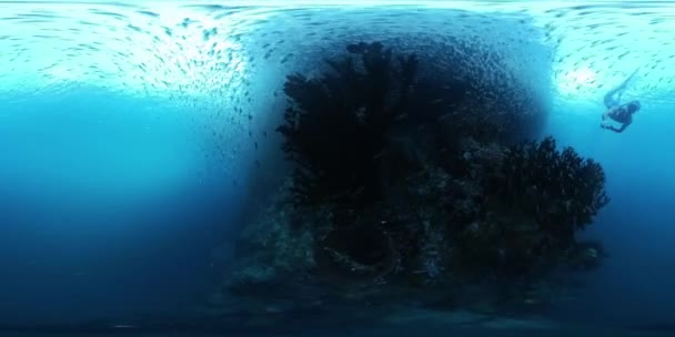 360Vr水下录像 内容是在印度尼西亚拉贾安帕塔米索尔岛海域西巴布亚热带海中的鱼中 一个人在鲜活的珊瑚礁附近独自游泳 — 图库视频影像