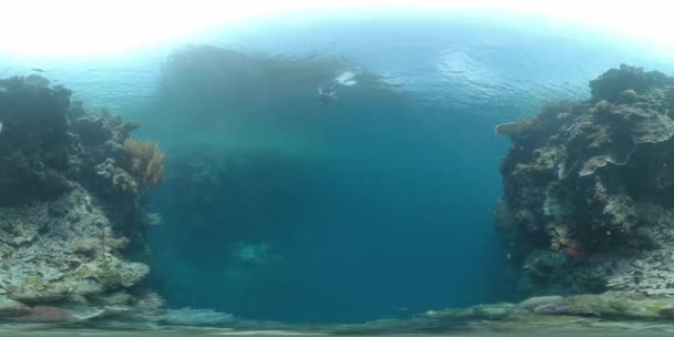 360Vr Undervattensbilder Fridykaren Som Simmar Nära Korallrevsmuren Det Tropiska Havet — Stockvideo
