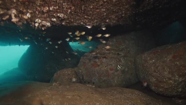 Фридайвер Плавает Водой Море Исследует Пещеру Факелом — стоковое видео