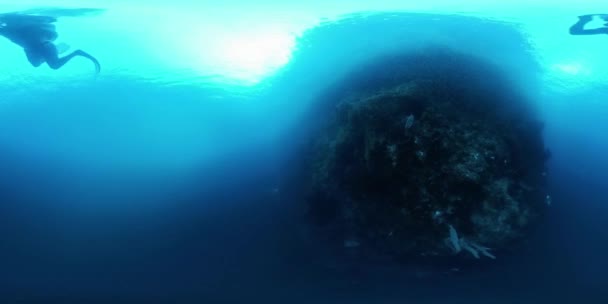 360Vr Подводные Кадры Фридайвера Плавающего Одиночестве Рядом Ярким Коралловым Рифом — стоковое видео
