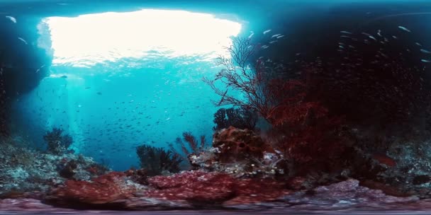 360Vr Υποβρύχια Πλάνα Από Τον Ζωντανό Κοραλλιογενή Ύφαλο Πολλά Ψάρια — Αρχείο Βίντεο