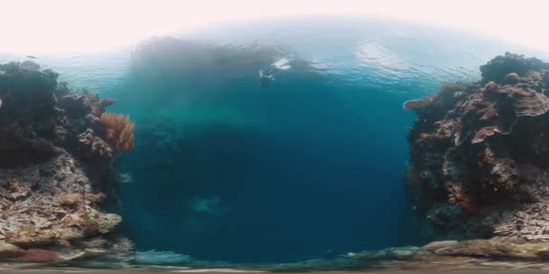 インドネシア西パプアの熱帯海のサンゴ礁の壁の近くで泳ぐ解放された川の360Vrの水中映像 — ストック動画