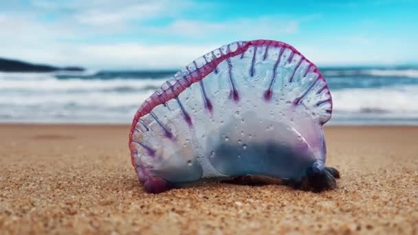 Небезпечні Медузи Пляжі Португальська Людина Війни Фізикалізм Або Блакитна Пляшка — стокове відео