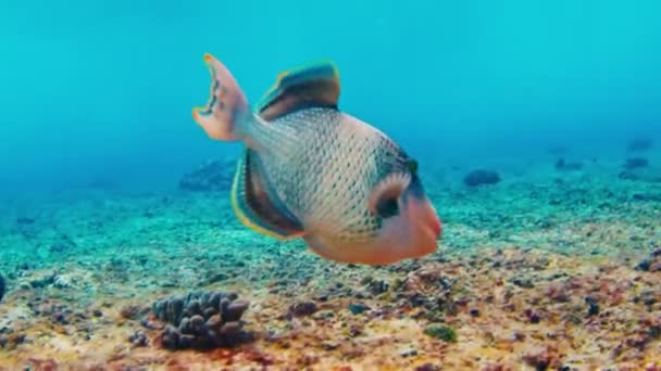 Triggerfish Nada Recife Costa Nas Maldivas — Vídeo de Stock