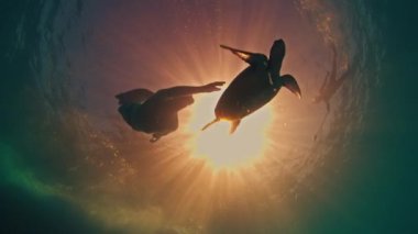 Freediver kaplumbağayla birlikte suyun altında yüzer.