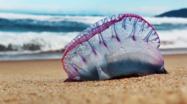 Sahilde tehlikeli denizanaları var. Portekizli savaş adamı Physalia physalis ya da Brezilya 'nın kumlu sahilinde bulunan mavi şişe.