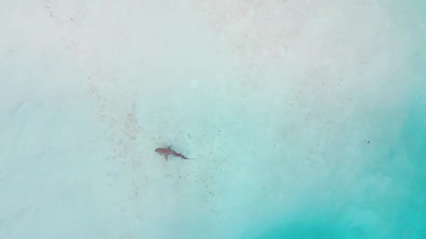 Letecký Pohled Žraloka Plavajícího Tropickém Moři Maledivách — Stock video