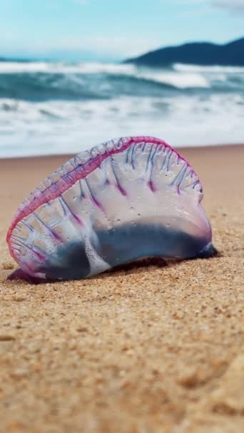 海滩上危险的水母位于巴西沙滩上的葡萄牙战神 植物或蓝瓶 — 图库视频影像
