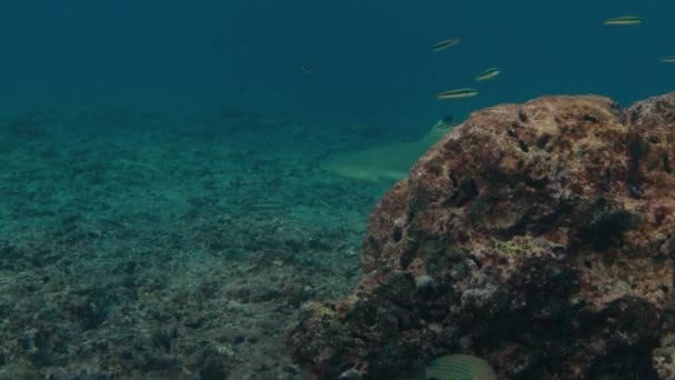 Fekete Zátonycápa Carcharhinus Melanopterus Víz Alatt Úszik Maldív Szigeteken — Stock videók