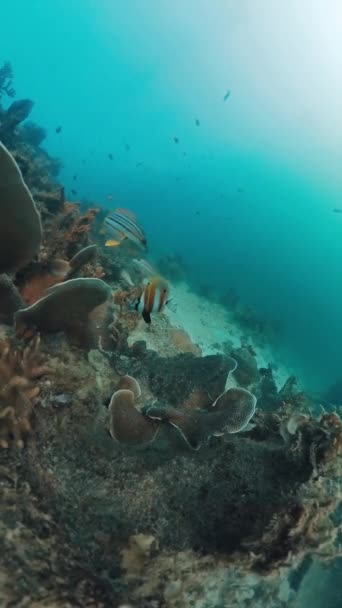 Batı Papua Daki Tropikal Denizdeki Mercan Resifinin Sualtı Görüntüleri Nadir — Stok video
