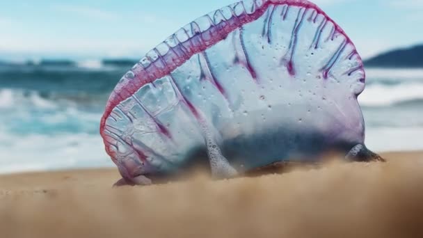 海滩上危险的水母位于巴西沙滩上的葡萄牙战神 植物或蓝瓶 — 图库视频影像