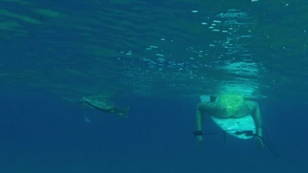 Żółw Pływa Pobliżu Kobiety Surfer Siedzi Desce Surfingowej Wodzie — Wideo stockowe