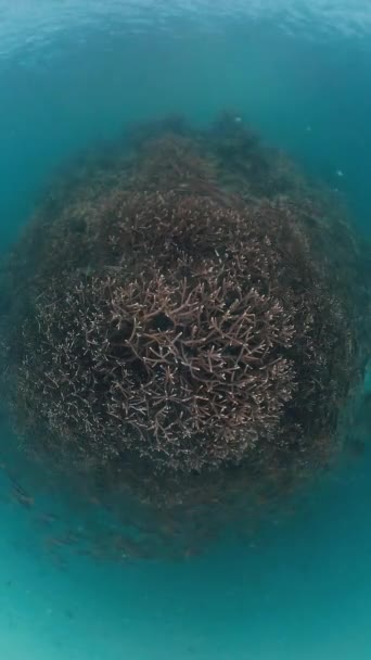 Video Subacquei Della Barriera Corallina Nel Mare Tropicale Papua Occidentale — Video Stock