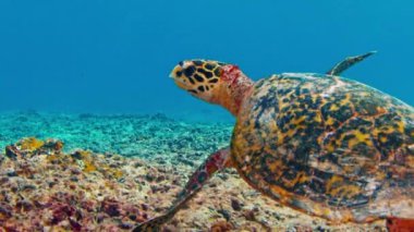 Kaplumbağa Maldivler 'deki resifte yüzüyor.