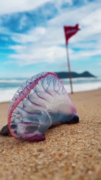Nebezpečné Medúzy Pláži Portugalský Válečný Muž Physalia Physalis Nebo Bluebottle Videoklip