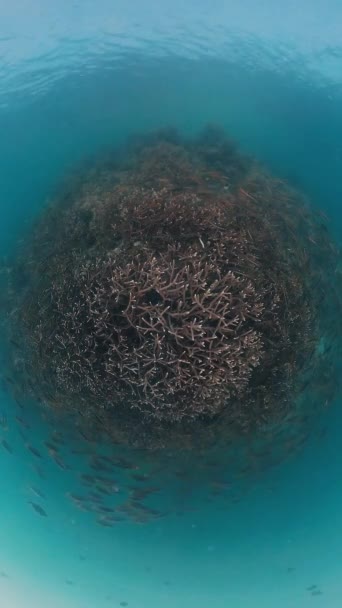 西巴布亚热带海珊瑚礁的水下录像里有很多鱼在游来游去Misool Raja Ampat 印度尼西亚 — 图库视频影像