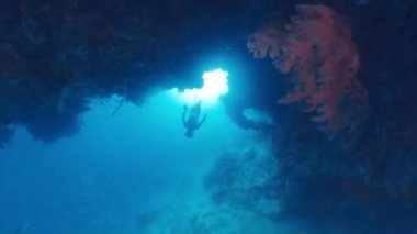 Freediver tropikal denizde su altında yüzer ve Endonezya 'nın Batı Papua bölgesinin karmaşık deniz manzaralarını araştırır.