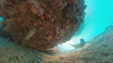 Freediver tropikal denizde su altında yüzer ve Endonezya 'nın Batı Papua bölgesinin karmaşık deniz manzaralarını araştırır.