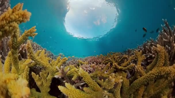Vista Subaquática Recife Coral Mar Tropical Indonésia Campo Visão Extremamente — Vídeo de Stock