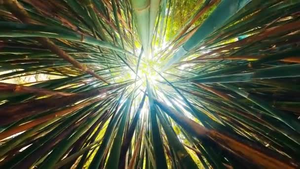 Bambu Ormanı Yoğun Bambu Ormanlarındaki Bambu Gövdeleri Boyunca Hareket Eder — Stok video