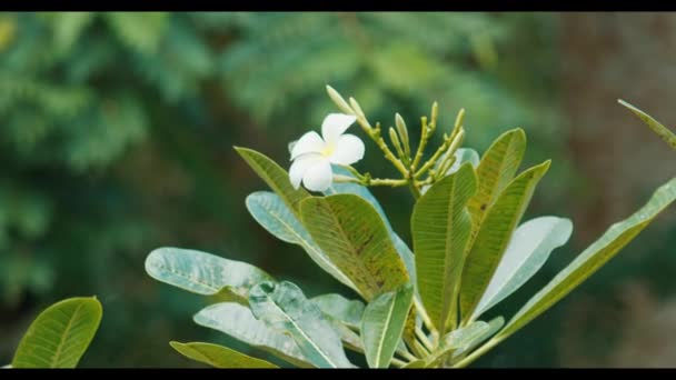 Λευκό Λουλούδι Στο Πράσινο Φυσικό Φόντο — Αρχείο Βίντεο