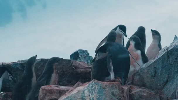 Pinguins Caminham Sobre Rochas Antártida — Vídeo de Stock