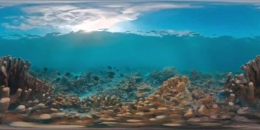 Batı Papua, Endonezya 'daki tropikal denizdeki sağlıklı mercan resifinin sualtı görüntüleri.