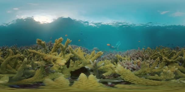 Onderwaterbeelden Van Vrijduiker Die Zwemt Het Gezonde Koraalrif Tropische Zee Stockvideo