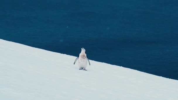 Pingüino Camina Sobre Nieve Antártida Vomita — Vídeos de Stock
