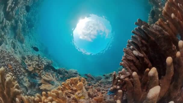 インドネシアの熱帯海のサンゴ礁の水中眺め 幅広い視野から — ストック動画