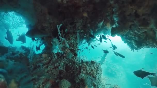 바다에서 수영하고 인도네시아 서파푸아 지역의 복잡한 경관과 풍부한 생물을 탐험하는 — 비디오
