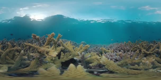 Filmati Subacquei Della Sana Barriera Corallina Nel Mare Tropicale Della — Video Stock