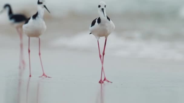 Πουλί Μαύρο Λαιμό Stilt Βόλτες Στην Παραλία Βίντεο Κλιπ