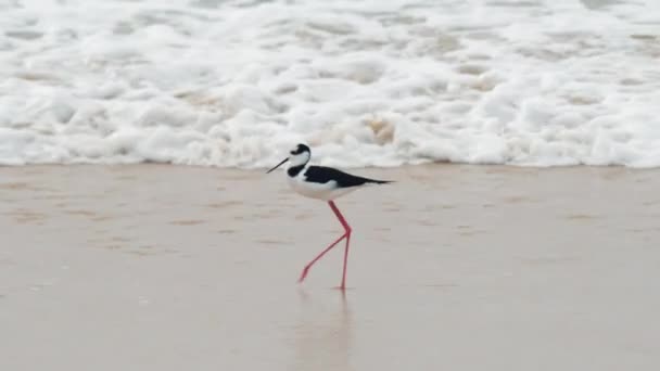 Bird Black Necked Stilt Walks Beach — Stock Video