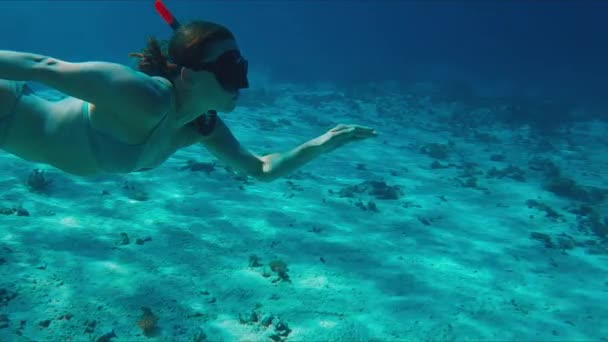 ビキニの女性フリーダイバーは熱帯海で水中を泳いでいます — ストック動画