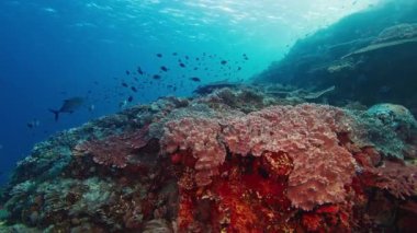 Endonezya 'daki Komodo Ulusal Parkı' ndaki sağlıklı mercan resifinin sualtı görüntüleri.