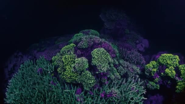 Подводный Вид Коралловый Риф Сияющий Кислотой Ультрафиолетовым Светом Ночью — стоковое видео