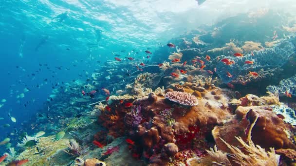 Υποβρύχια Πλάνα Από Τον Υγιή Κοραλλιογενή Ύφαλο Στο Εθνικό Πάρκο — Αρχείο Βίντεο